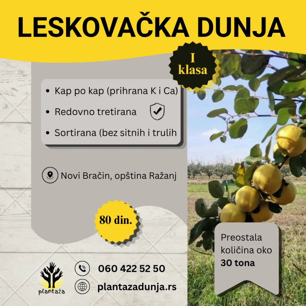 LESKOVAČKA DUNJA (2)