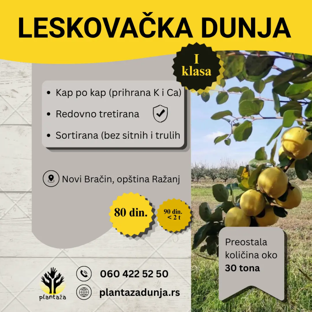LESKOVAČKA DUNJA (3)