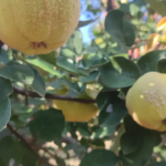 Leskovačka dunja rod 2026 13